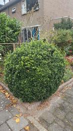 Gratis ophalen Buxus sempervirens - bolvorm ø100+ cm, Ophalen, Buxus, Minder dan 100 cm