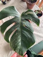 Monstera variegata, Huis en Inrichting, Kamerplanten, Ophalen of Verzenden