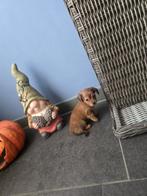 chihuahua/dwergteckel pup, Dieren en Toebehoren, Honden | Chihuahua's en Gezelschapshonden, Reu, 8 tot 15 weken, Eén hond, Chihuahua