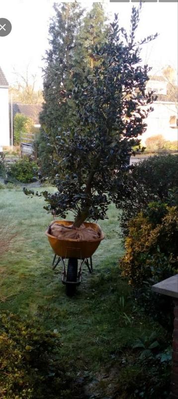 Tuinman onderhoud uw tuin /garden professioneel Eindhoven  beschikbaar voor biedingen