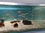 Cyprichromis Leptosoma Jumbo Tricolor Tanganyika Cichliden, Dieren en Toebehoren, Vissen | Aquariumvissen, Vis, Zoetwatervis, Schoolvis