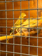 4 agaat gele en rode kanaries, Dieren en Toebehoren, Vogels | Kanaries, Meerdere dieren, Kleurkanarie