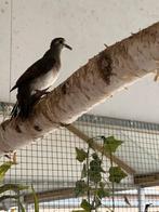 Vredesduifjes,musduifjes en tamboerijn duiven, Dieren en Toebehoren, Vogels | Duiven, Meerdere dieren, Overige soorten