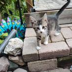 Nog 2 Mooie katers Maine Coon x Chartreux, Dieren en Toebehoren, Katten en Kittens | Overige Katten, Meerdere dieren, 0 tot 2 jaar