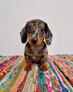Korthaar dwerg teckel pups, Dieren en Toebehoren, Nederland, CDV (hondenziekte), 8 tot 15 weken, Korthaar