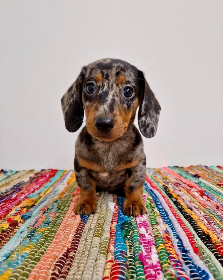 Korthaar dwerg teckel pups, Dieren en Toebehoren, Honden | Teckels en Dashonden, Meerdere dieren, Korthaar, Dwerg, Fokker | Professioneel