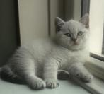 Heel mooi blue Point britse korthaar poesje❤️❤️, Dieren en Toebehoren, Katten en Kittens | Raskatten | Korthaar, Meerdere dieren