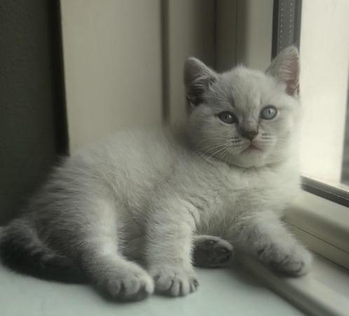 Heel mooi blue Point britse korthaar poesje❤️❤️, Dieren en Toebehoren, Katten en Kittens | Raskatten | Korthaar, Meerdere dieren