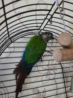 Pyrrhura man van 2025, Dieren en Toebehoren, Mannelijk, Parkiet