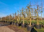 Oude fruitbomen!! Appel Peer pruim kers malus pyrus prunus, Lente, In pot, Ophalen of Verzenden, Halfschaduw