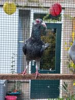 Syrische duiven 6 stuks, Dieren en Toebehoren, Vogels | Duiven, Meerdere dieren, Overige soorten