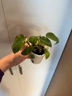 2x Philodendron Wetstick, Overige soorten, In pot, Minder dan 100 cm, Groene kamerplant