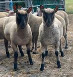 Clun forest ramlammeren Zwoegervrij, Mannelijk, Schaap, 0 tot 2 jaar