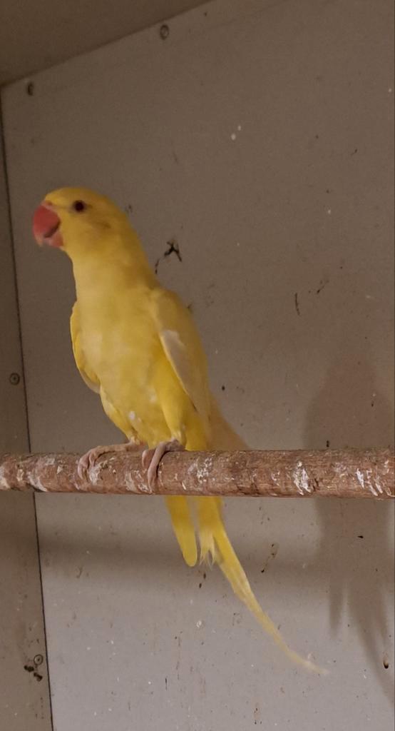 Diverse kromsnavels, grasparkieten, koningsparkieten, halsb., Dieren en Toebehoren, Vogels | Parkieten en Papegaaien, Parkiet