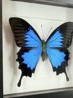 Ulysses vlinder in lijst - Wildernis Atelier, Ophalen of Verzenden, Nieuw, Opgezet dier