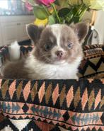 Super leuke fluffy lavendel/lilac pups, Overige rassen, 8 tot 15 weken, CDV (hondenziekte), Meerdere