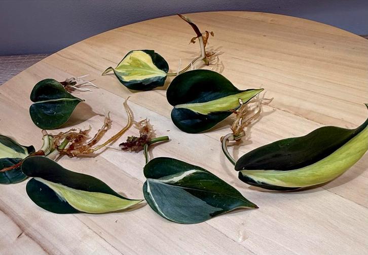 Philodendron Silver Stripe Stek met Wortels, Huis en Inrichting, Kamerplanten, Minder dan 100 cm, Halfschaduw, Ophalen of Verzenden