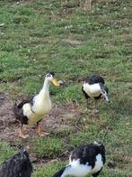 Loopeend, Dieren en Toebehoren, Vogels | Overige Vogels, Mannelijk, Tropenvogel