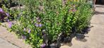 Tuin hibiscus, Tuin en Terras, Planten | Tuinplanten, Volle zon, Vaste plant, Zomer, Ophalen
