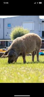 Jong wol varken / big/ varkentje/ borg, Dieren en Toebehoren, Mannelijk, Varken, 0 tot 2 jaar