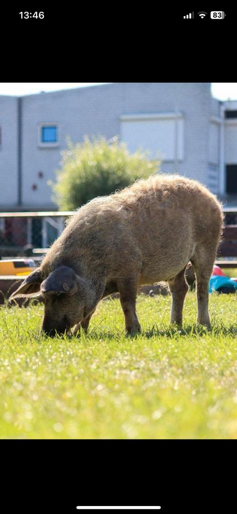 Jong wol varken mangalitza/ big/ varkentje/ borg, Dieren en Toebehoren, Schapen, Geiten en Varkens, Varken, Mannelijk, 0 tot 2 jaar