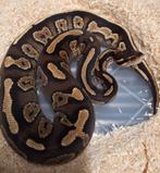 Blackhead yellowbelly fire redgene poss mojave, Dieren en Toebehoren, Reptielen en Amfibieën, Slang, 0 tot 2 jaar