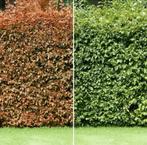 Beukenhaag “FAGUS”, Tuin en Terras, Planten | Tuinplanten, Ophalen of Verzenden, Overige soorten, Volle zon