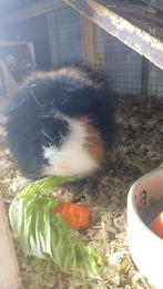 Cavia zoekt nieuw huisje, Dieren en Toebehoren, December, Mannelijk, Cavia