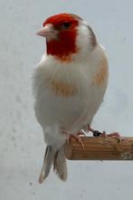 Major Putters Distelvink Carduelis 2025, Meerdere dieren, Wildzangvogel, Geringd