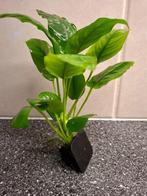 Anubias Aquariumplant A zoals op foto nu € 6,00, Ophalen, Nieuw, Plant(en), Steen of Hout