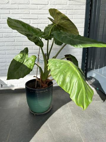 Prachtige alocasia odora (Olifantsoor) beschikbaar voor biedingen