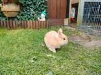 Gezocht: rammetje gecastreerd, Dieren en Toebehoren, Konijnen, Mannelijk, Dwerg
