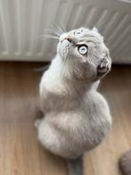 Scottish Fold kater 1 jaar, Dieren en Toebehoren, Katten en Kittens | Overige Katten, Kater