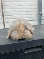 Super lief nederlandse hangoor dwerg baby konijntje!, Dieren en Toebehoren, Konijnen, Meerdere dieren, Dwerg, Hangoor, 0 tot 2 jaar