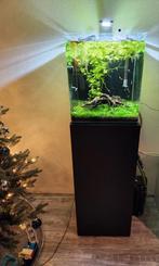 Nano Cube 60L, Dieren en Toebehoren, Vissen | Aquaria en Toebehoren, Ophalen, Zo goed als nieuw, Gevuld zoetwateraquarium
