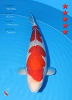 Koi vanaf 1 euro, Karper of Koi