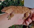 Wimpergekko vrouw tiger, Hagedis, 3 tot 6 jaar