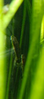 1 Algeneter, Dieren en Toebehoren, Vissen | Aquaria en Toebehoren, Ophalen, Zo goed als nieuw, Overige typen