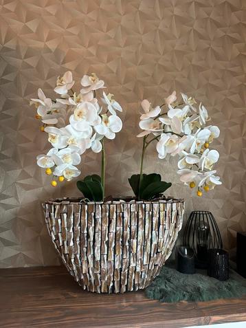 Schelpenvaas beschikbaar voor biedingen