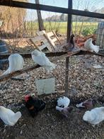 Pauwstaartjes en gekleurde duiven, Meerdere dieren, Overige soorten