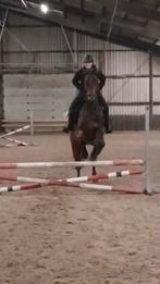 Lease/bijrijd paard gezocht, Dieren en Toebehoren, Ophalen of Verzenden, Zo goed als nieuw