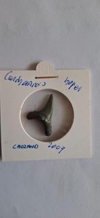 Fossiele haaientand Carcharias Hopei uit Cadzand, Ophalen of Verzenden, Fossiel