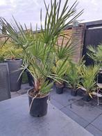 Chamaerops Humilis - Dwergpalm - 2 voor €50, Ophalen