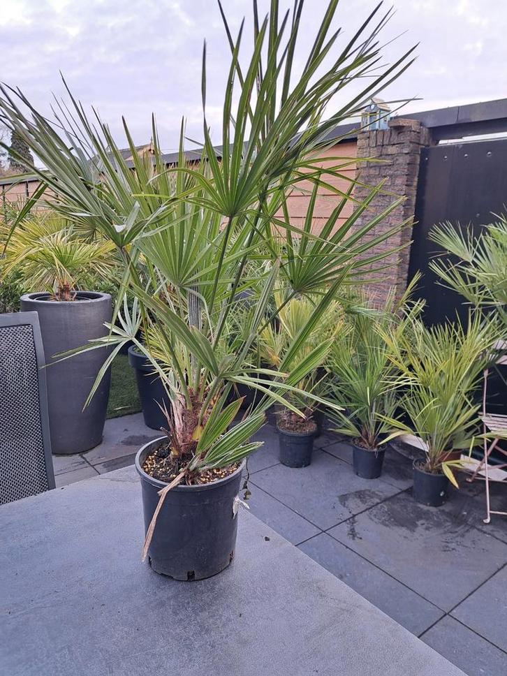 Chamaerops Humilis - Dwergpalm - 2 voor €50, Tuin en Terras, Planten | Tuinplanten, Ophalen