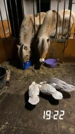 Leuke kaapse eenden te koop, Dieren en Toebehoren, Vrouwelijk, Eend