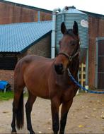 Super getalenteerd 3 jarig  springpaard te koop!, Dieren en Toebehoren, Springpaard, Gechipt, Ruin, 3 tot 6 jaar