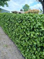 Hedera, Tuin en Terras, Ophalen, Overige soorten, 100 tot 250 cm