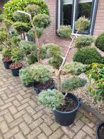 Juniperus Grey  vormsnoei, Ophalen, Volle zon, Overige soorten