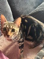 Half bengaalse katten, Meerdere dieren, Ontwormd, 0 tot 2 jaar