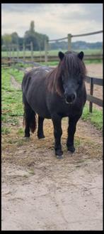 Plek vrij voor een shetlander, paarden mest en trailer verhu, Dieren en Toebehoren, Stalling en Weidegang, Weidegang